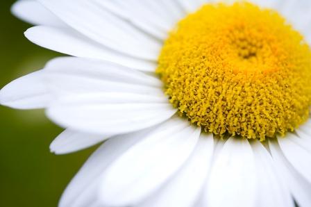 Shasta Daisy  Chrysanthemum maximum